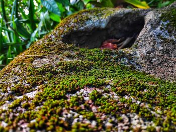 Close-up of moss covered rock