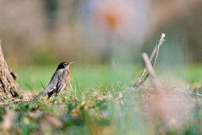 Close-up of bird perching on field