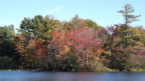 Scenic view of trees against sky