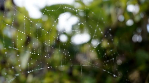 Close-up of water drops on spider web