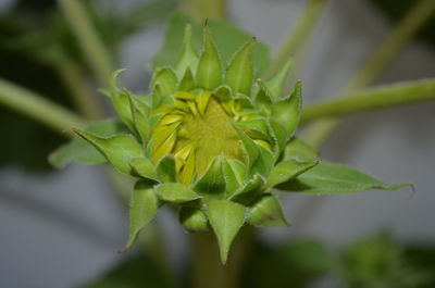 Close-up of green plant