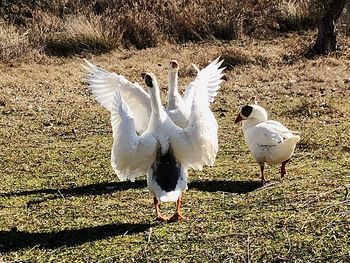 White birds