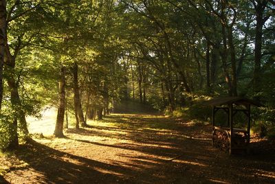 Road passing through forest