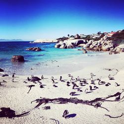 Flock of birds on beach against clear blue sky