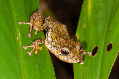 Close-up of frog on leaf