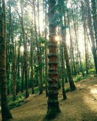 Trees in forest