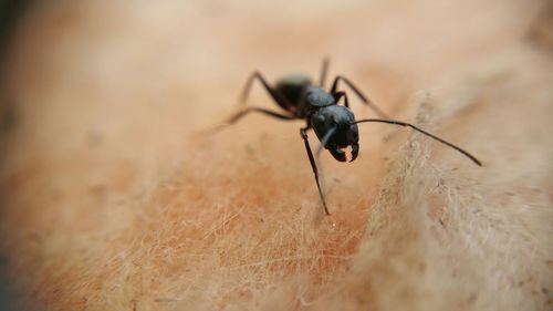 Close-up of insect