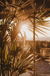 Close-up of palm trees against sky during sunset