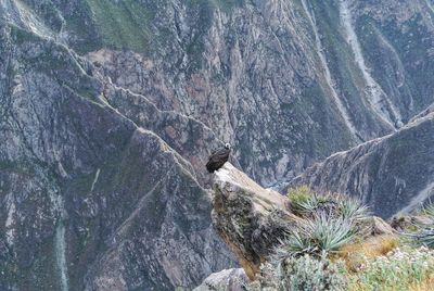 View of bird on rock