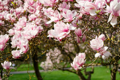 Close-up of pink flowers