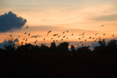 Birds flying over silhouette trees against sky during sunset