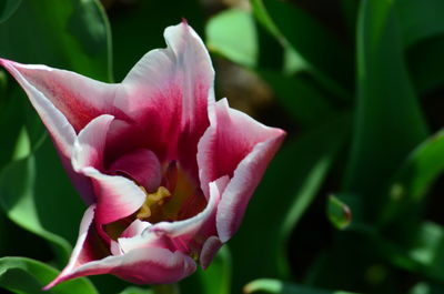 Close-up of pink rose flower