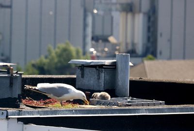 Birds perching on a metal