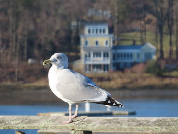 Seagull perching on wooden post