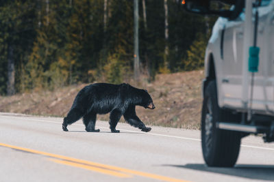 Full length of bear walking on road against trees