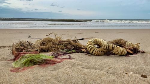 Surface level of driftwood on beach against sky