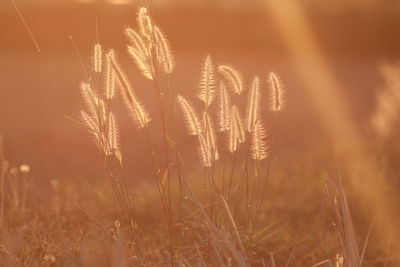 Close-up of stalks in field