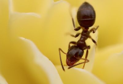 Close-up of ant on flower