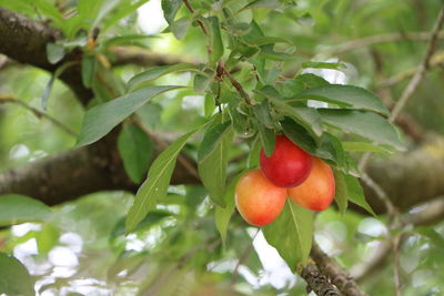 Close-up of strawberry growing on tree