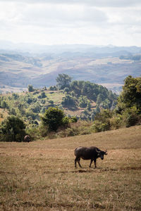 Horse grazing on field against sky