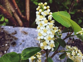 Close-up of white flowers on branch