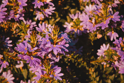 Close-up of purple flowering plants