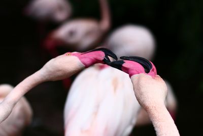 flamingo