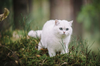 White cat in a field