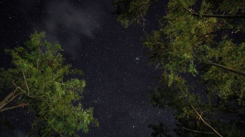 Plants and trees against sky at night