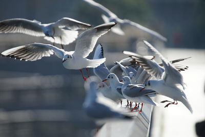 Close-up of bird flying