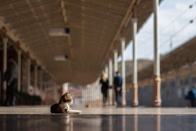 Cat sitting at train station