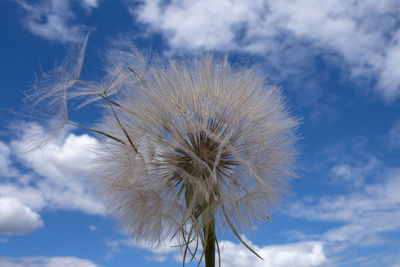 Low angle view of dandelion against sky