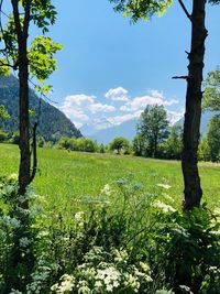 Scenic view of agricultural field against sky