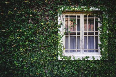 Ivy growing on building