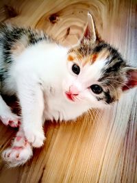 High angle view of cat lying on floor