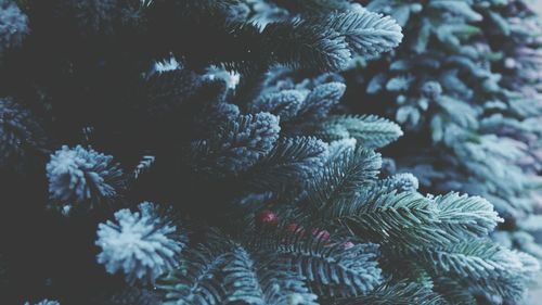 Close-up of pine tree during winter