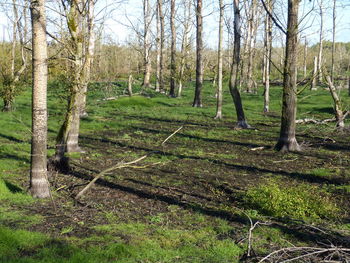 Scenic view of trees in forest