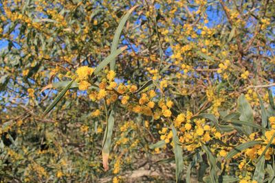 Close-up of plants