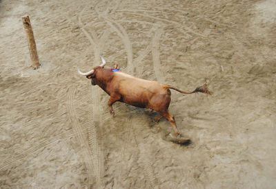 High angle view of dog running on sand