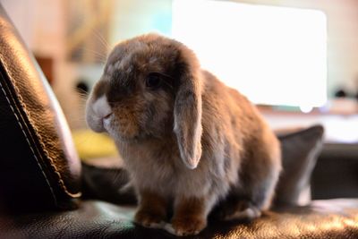 Close-up of rabbit