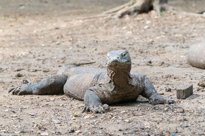 Lizard on sand at beach