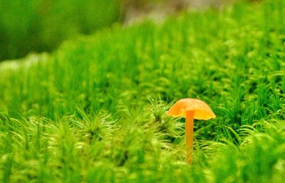 Close-up of mushroom growing on field