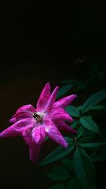 Close-up of pink flower