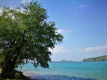 Tree by sea against blue sky