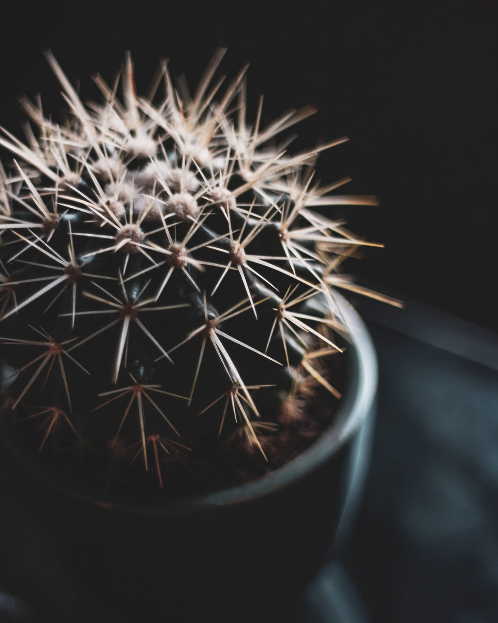 HIGH ANGLE VIEW OF SUCCULENT PLANT ON TABLE