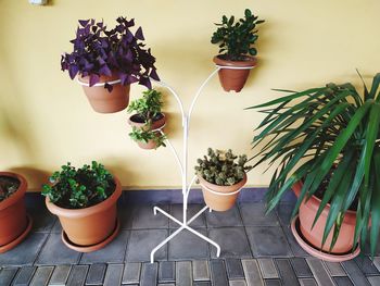 Potted plants against wall