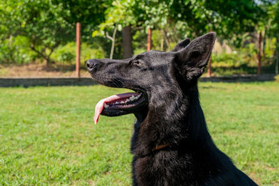 Black dog looking away