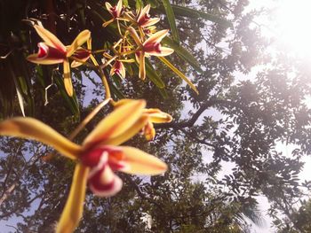 Low angle view of flower blooming on tree