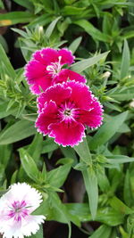 High angle view of pink flowers blooming in park