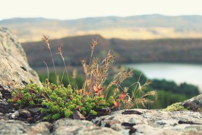 Close-up of plants growing on rock against sky
